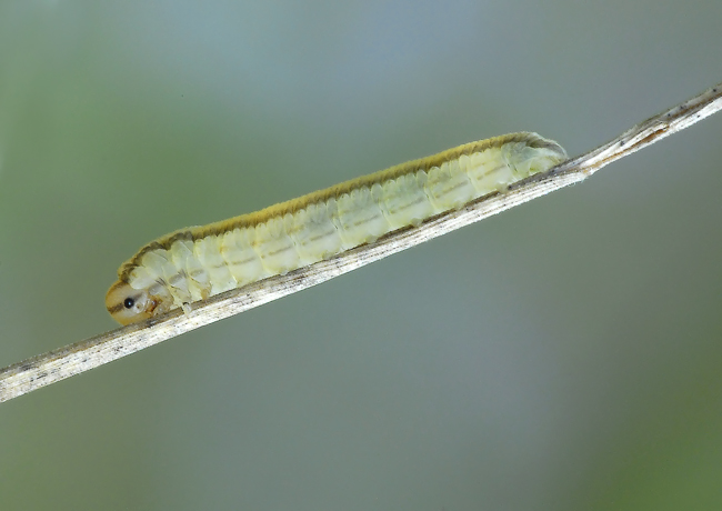 larva di Tendrenidae o di lepidottero? (Tenthredinidae)
